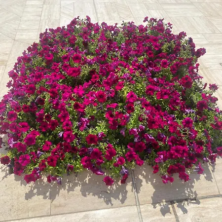 Appartamento Porta Blu Apulia *
